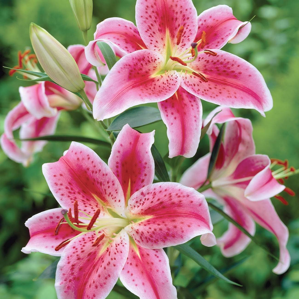 Van Zyverden Lily Stargazer Dormant Perennial Bulb Partial Sun; 3-6hrs Red