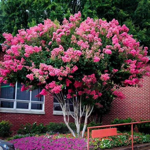 Crape Myrtle Pink Velour | 1 Extra Large 3 Gallon Plants | Lush Magenta - Pink Blooms, Live Plant, Elegant Ornamental Shrub for Distinctive Garden Accents