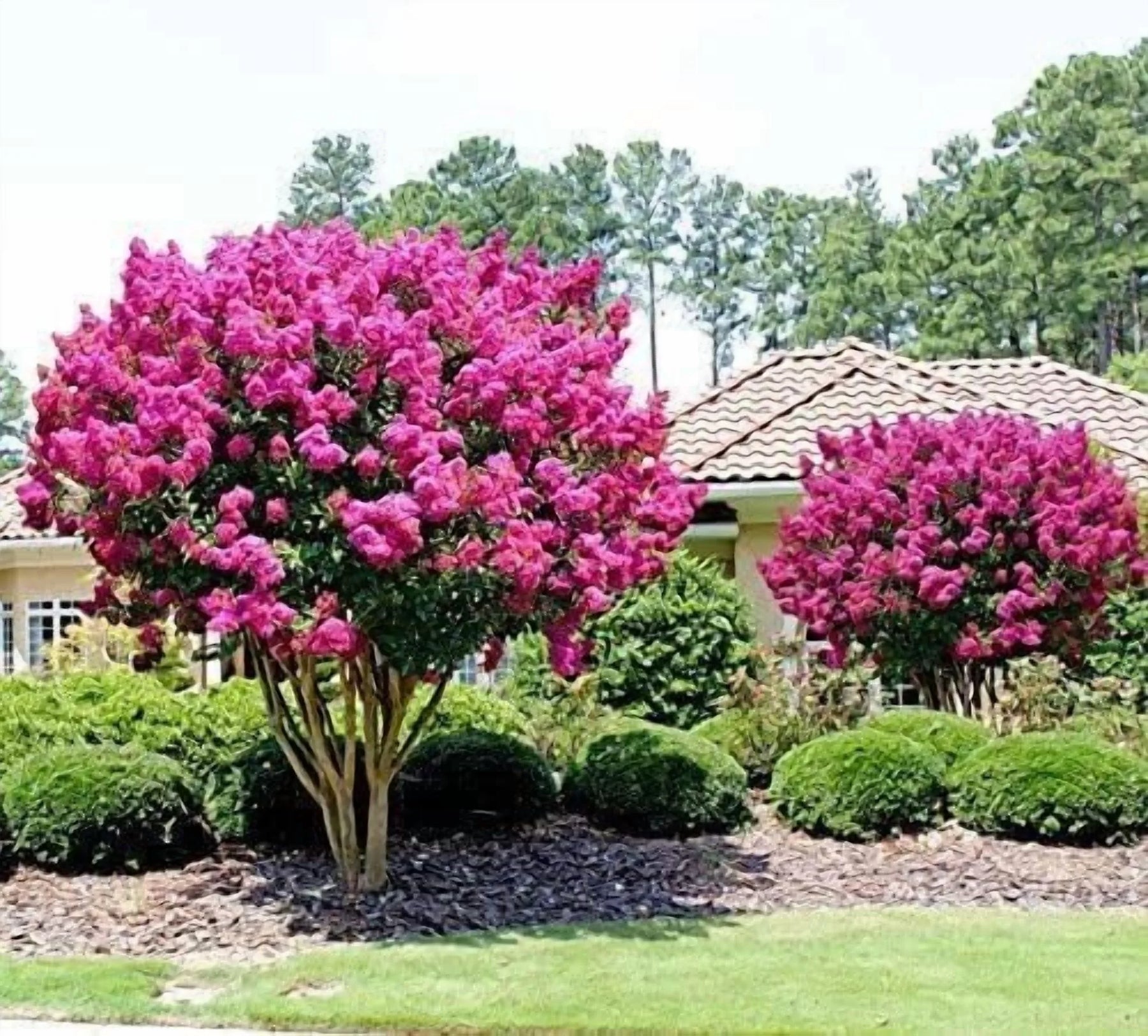 Crape Myrtle Pink Velour | 1 Extra Large 3 Gallon Plants | Lush Magenta - Pink Blooms, Live Plant, Elegant Ornamental Shrub for Distinctive Garden Accents